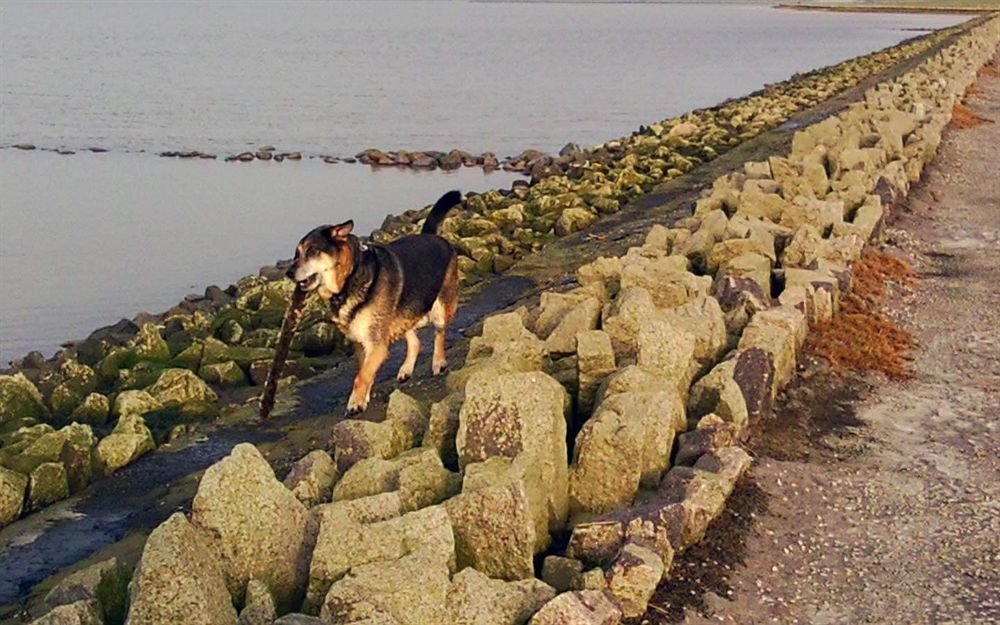 Hotel, Restaurant, Cafe Pharisaeerhof - Nordseeurlaub Mit Hund Нордщранд Екстериор снимка